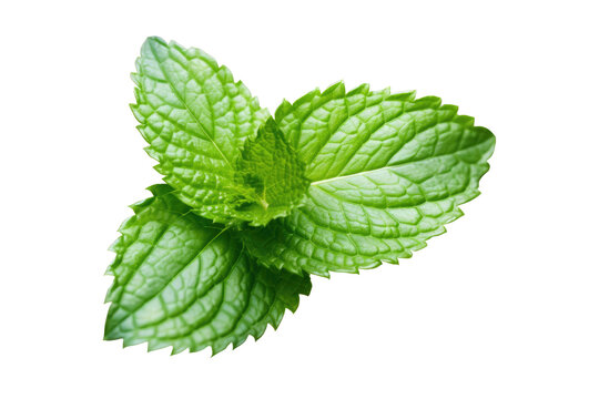Mint Leaves