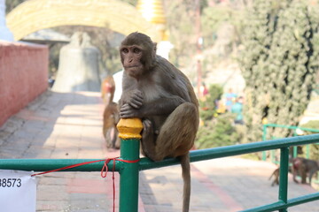 Close up of monkey sitting on the MS railing