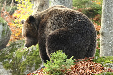 Ours brun, Ursus arctos