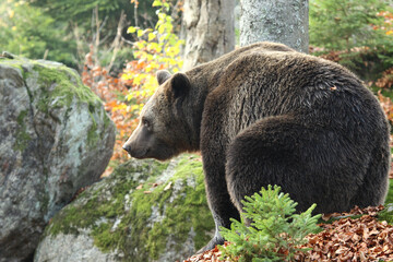 Ours brun, Ursus arctos