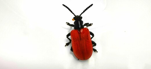 Close Up Red headed Cardinal Beetle Bug doesn't trust white