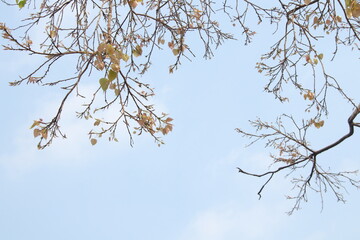 Young leaves of Secred tree on branch and light blue sky with wihte cloud background. Another name is Sacred fig, Peepal tree, Bo tree, Bodhi tree, Peepal of India, Pipal of India. Peepul of India.