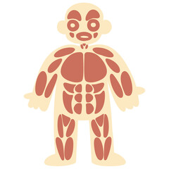 internal organ body muscle system cartoon anatomy body chart for kids clipart	