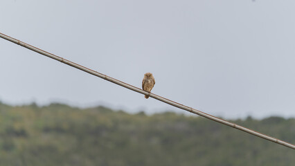 The little owl Athene noctua is the most common of the Italian nocturnal birds of prey.