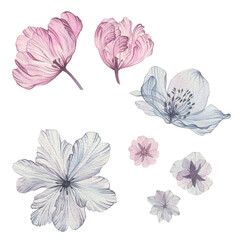 Watercolor illustration transparent flowers. Isolated on white background. Gentle drawing in pastel colors, design for a wedding, decoration of a greeting card