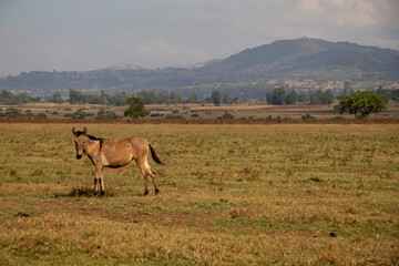 African Donkey Standing in an Open Field