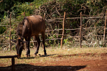 African Mule Grazing in a Village Pen