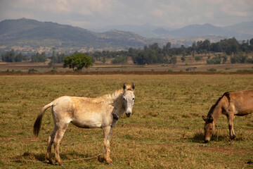 African Mule Standing in an Open Field