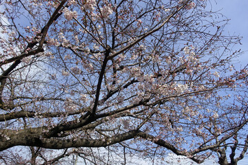 京都の寺院の境内に咲く染井吉野