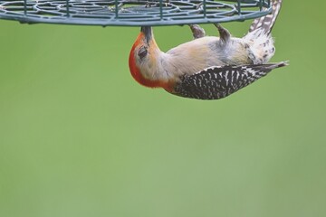 red bellied woodpecker