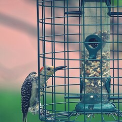 red bellied woodpecker on a feeder