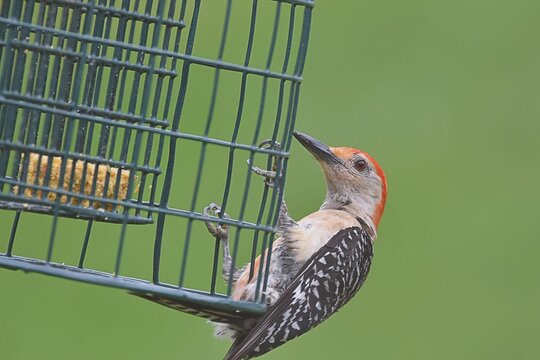 red bellied woodpecker on a feeder
