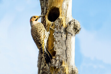 Northern Flicker on dead tree