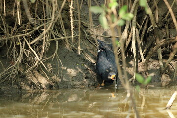 Common black hawk on the riverbank of the Tarcoles river, costa rica