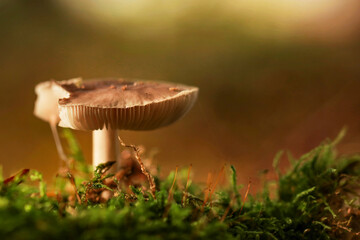 Pilz im Herbstwald 