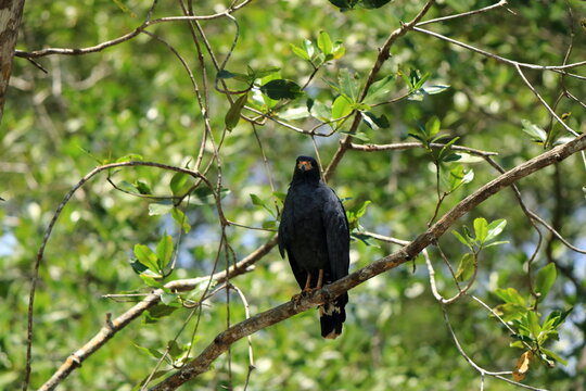 Common black hawk on the riverbank of the Tarcoles river, costa rica