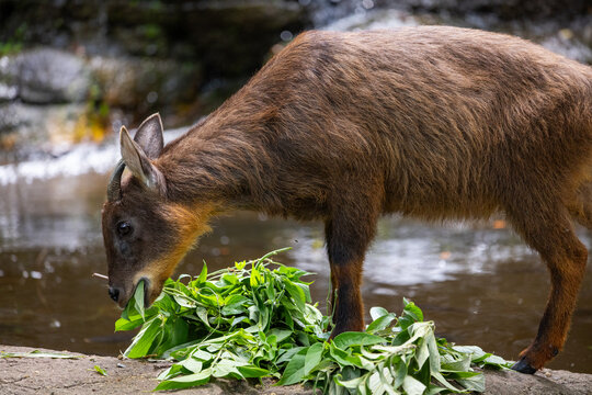 Taiwan serow in the zoo park