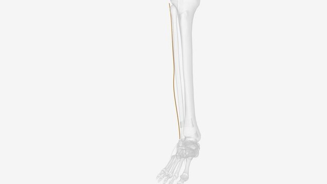 The superficial peroneal nerve is a mixed nerve that carries sensory information .
