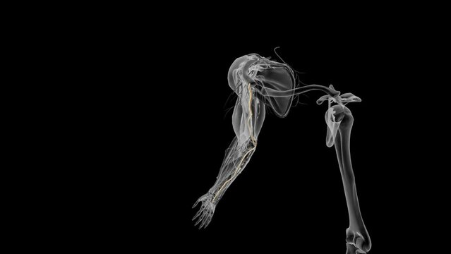 The ulnar nerve is one of the three main nerves in your arm .