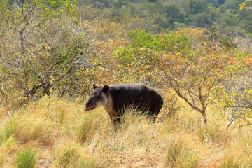 a baird's tapir in rincon de la vieja national park in costa rica, central america - obrazy, fototapety, plakaty
