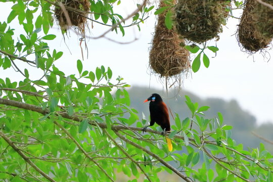 Montezuma Oropendola in Costa Rica in central america