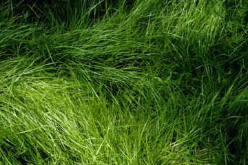 Fresh green grass background, vibrant organic meadow