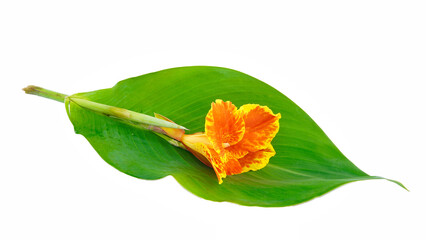 Red canna flowers are being infested by bees, Canna generalis and leaves on white background
