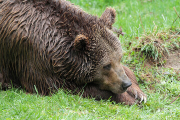 Ours brun, Ursus arctos