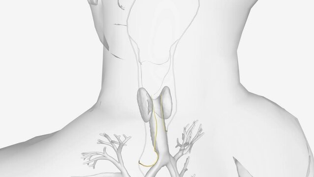 The recurrent laryngeal nerve (RLN) branches off the vagus nerve (cranial nerve X) and has an indirect course through the neck.