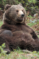 Ours brun, Ursus arctos
