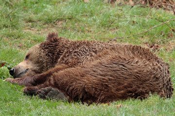 Ours brun, Ursus arctos