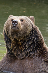 Ours brun, Ursus arctos