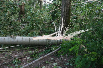 Aftermath of the hurricane July 19, 2023 Sremska Mitrovica, Serbia. Broken trees, mess on the...