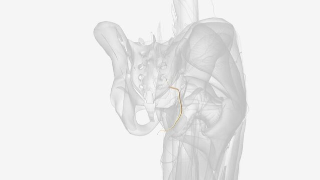 The pudendal nerve arises from the sacral plexus in the very lowest part of your spine.