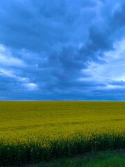 Fototapeta premium field of flowers