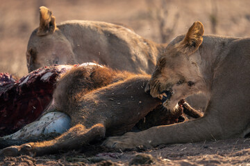 Close-up of lionesses lying gnawing buffalo carcase