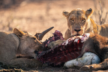 Close-up of lionesses lying with Cape buffalo