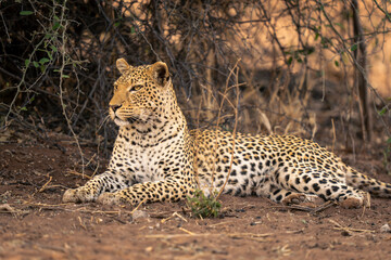 Close-up of male leopard lying beside bush