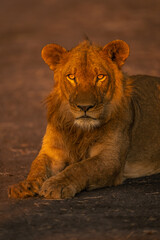 Obraz na płótnie Canvas Close-up of male lion lying on sand