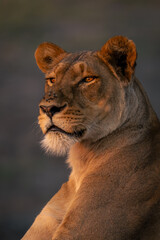 Close-up of lioness with catchlights staring left