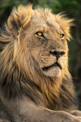 Close-up of male lion lying staring right