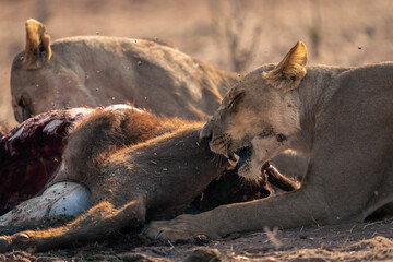 Plakat Close-up of lionesses lying chewing buffalo carcase