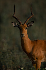 Close-up of male common impala watching camera