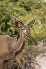 Close-up of male greater kudu with oxpecker