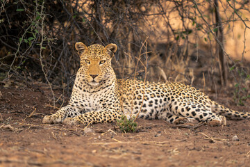 Close-up of male leopard lying watching camera
