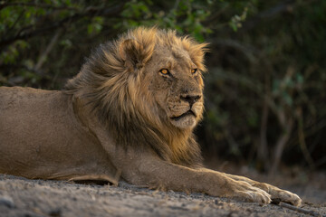 Close-up of male lion lying glaring ahead
