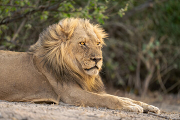 Close-up of male lion lying on beach