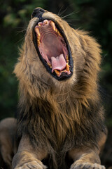 Close-up of male lion lying widely yawning