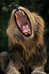 Close-up of male lion lying yawning widely