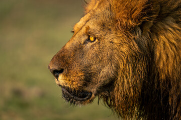 Close-up of male lion with muddy face